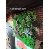 دیوار سبز مصنوعی برای کافه